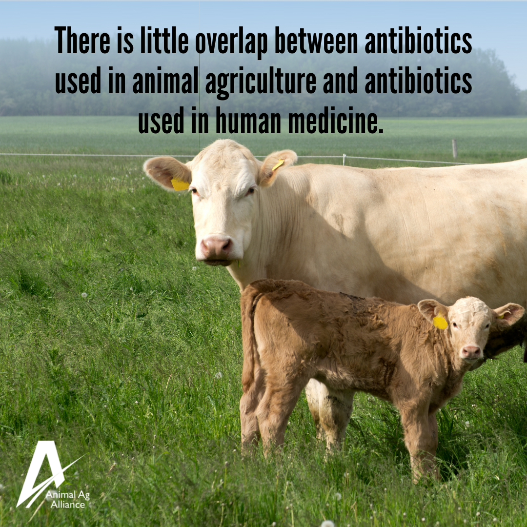 Antibiotics and Animal Agriculture a consumer's perspective Animal