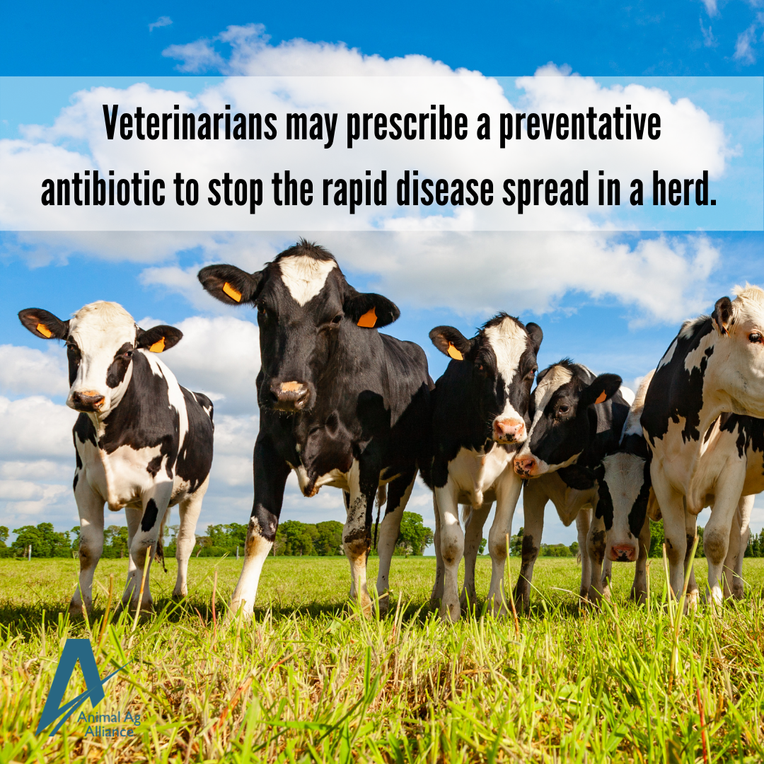 Antibiotics and Animal Agriculture a consumer's perspective Animal