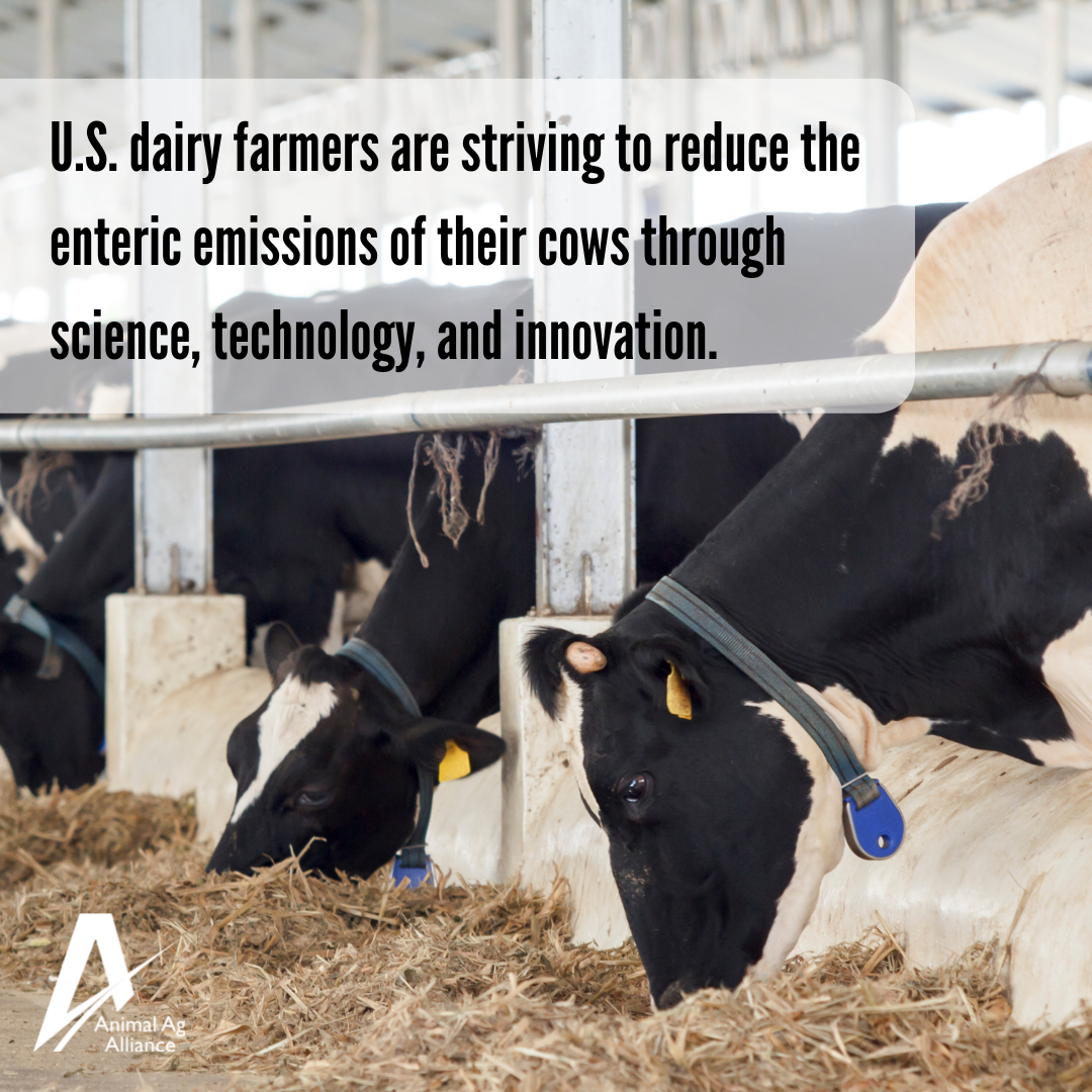 U.S. dairy farmers are striving to reduce the enteric emissions of their cows through science, technology, and innovation.