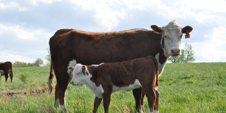 224282_129546030454370_1495270_n