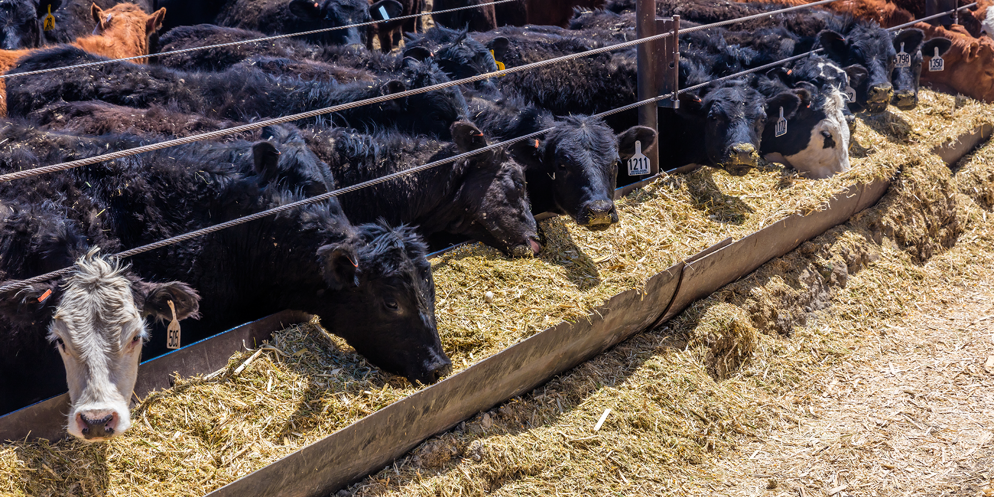 AdobeStock_205317001