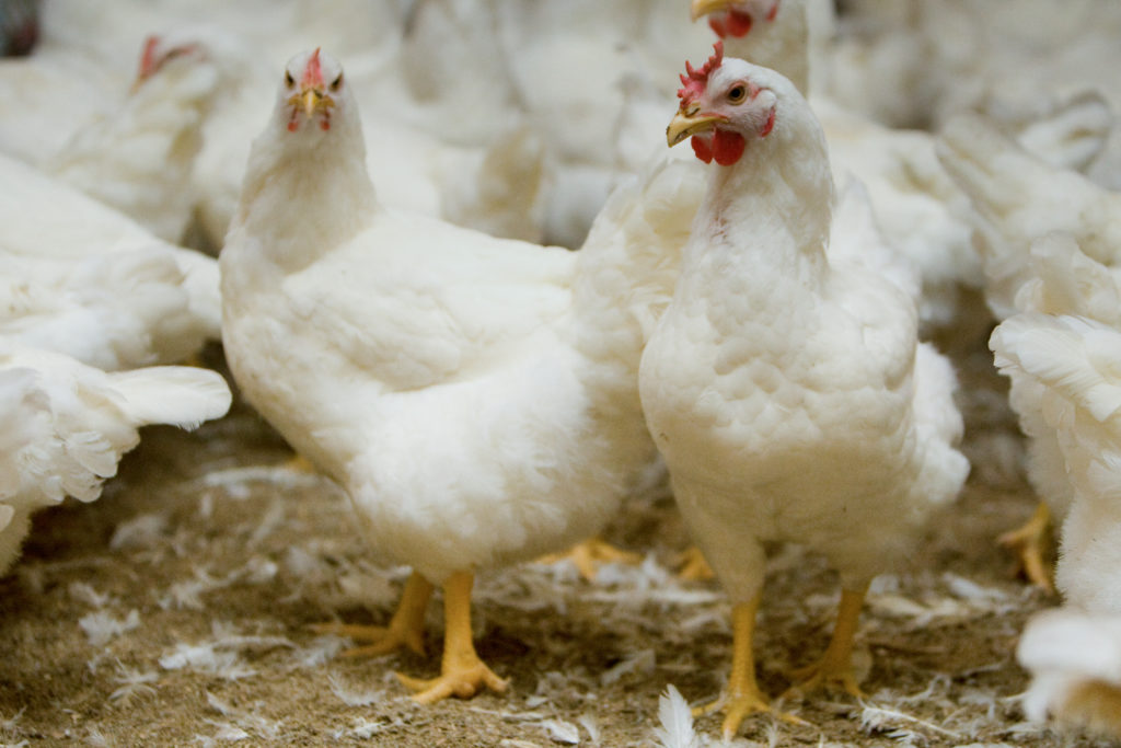 Chicken