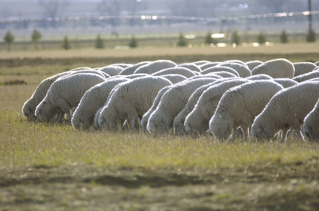 Sheep