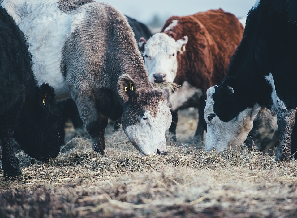 Cattle