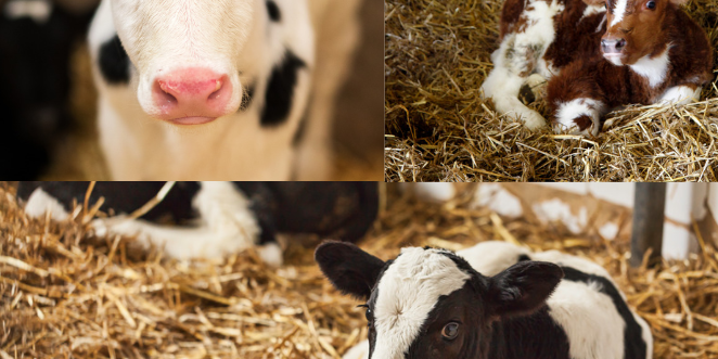 Separating Cows and Calves: The Real Story - Animal Agriculture Alliance