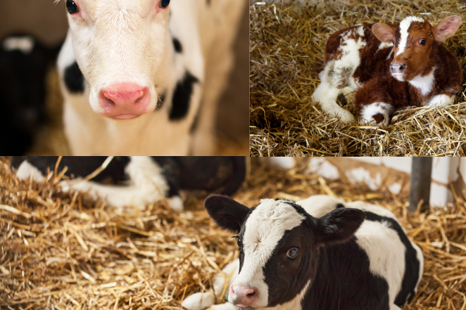 dairy calves enjoy the perks of growing up with dairy farmers to care for their every need