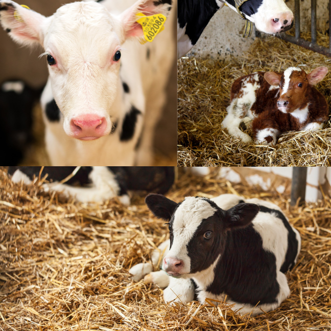 Separating Cows and Calves: The Real Story - Animal Agriculture Alliance