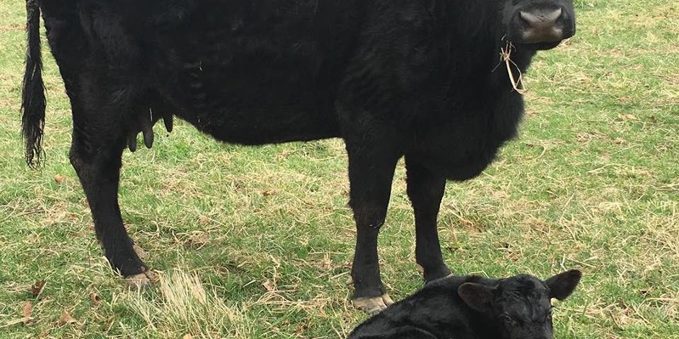 cow calf
