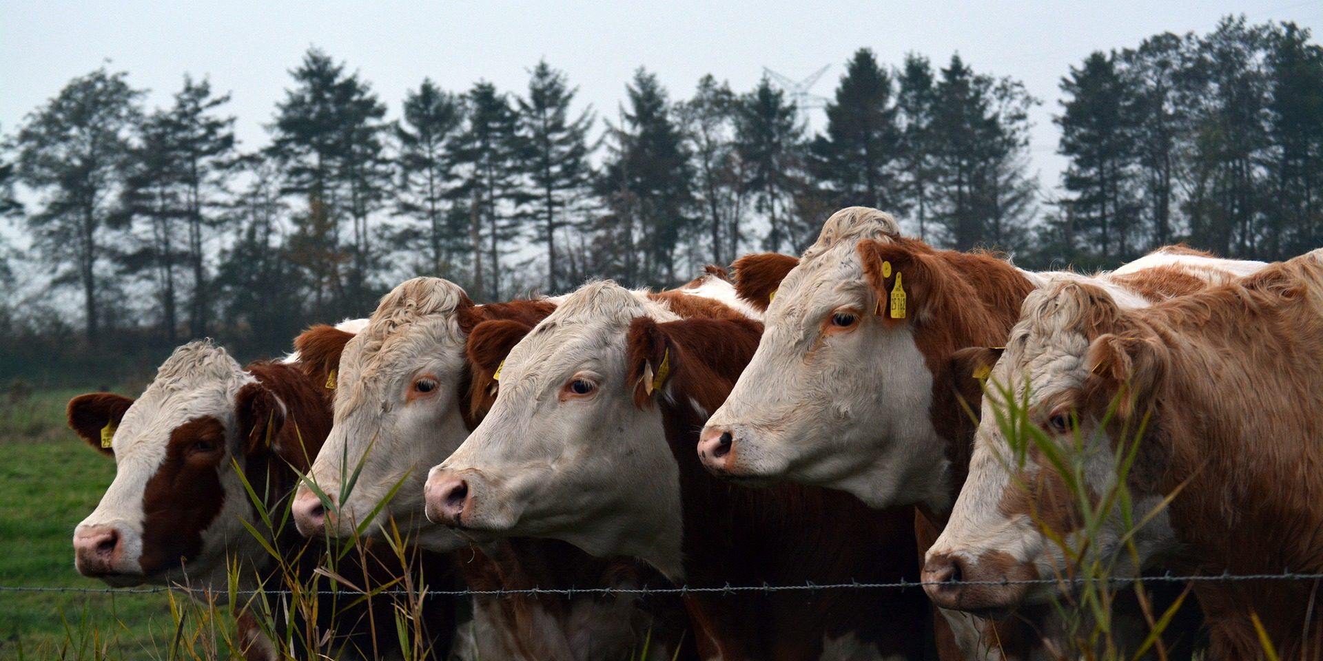 cows-1016344_1920 Cattle