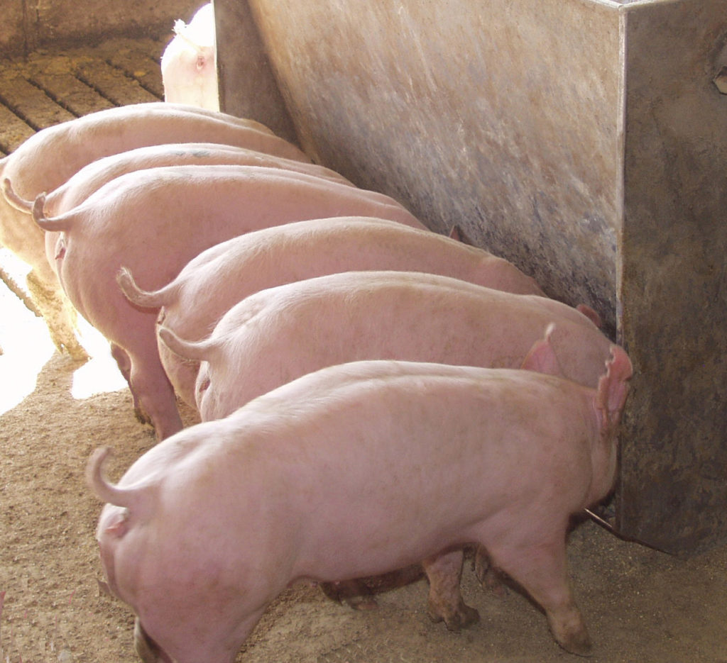 Pigs eating