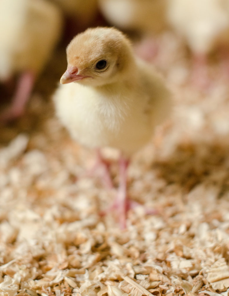 turkey poult