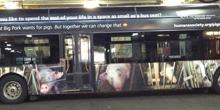 hsus bus