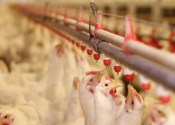 Technology, Sustainability and Animal Care on Poultry Farms - Animal  Agriculture Alliance