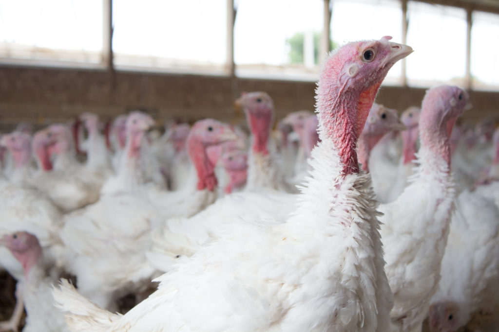 Technology, Sustainability and Animal Care on Poultry Farms - Animal  Agriculture Alliance