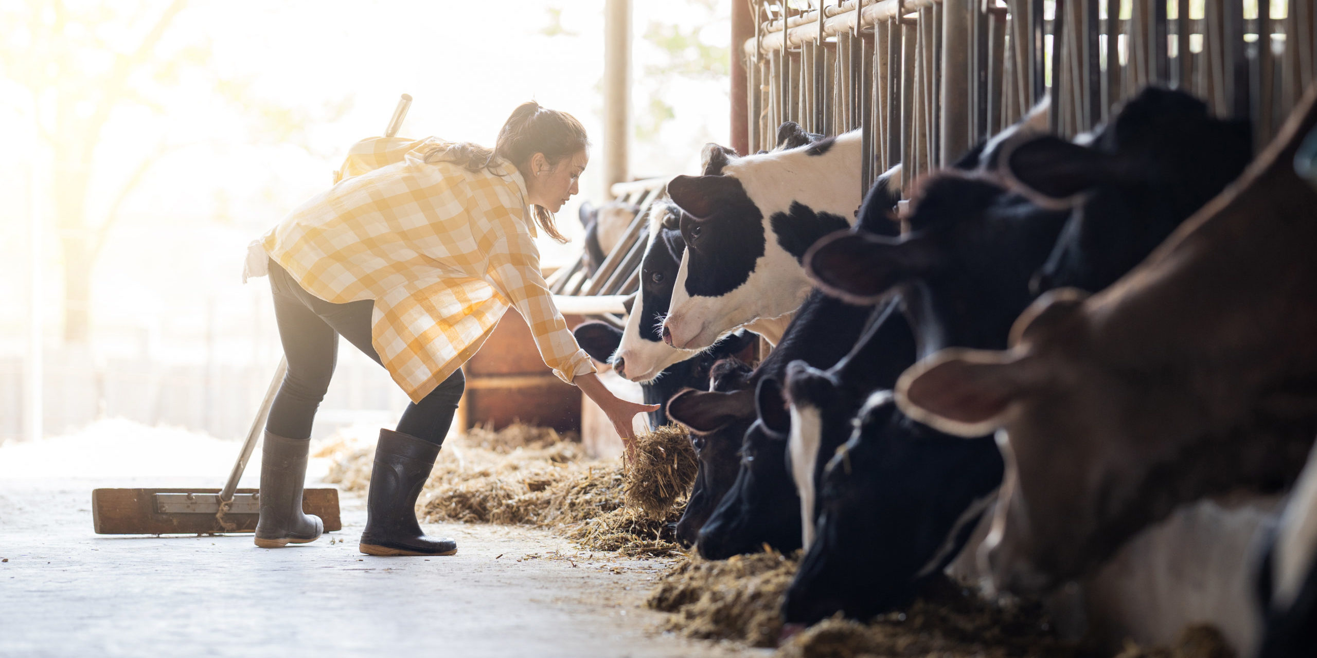 Farmer Woman Is Feeding The Cows. Cow Eating Grass