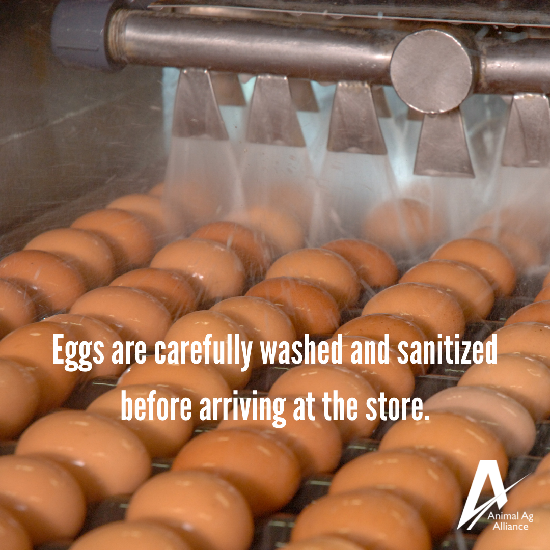 Eggs are carefully washed and sanitized before arriving at the store