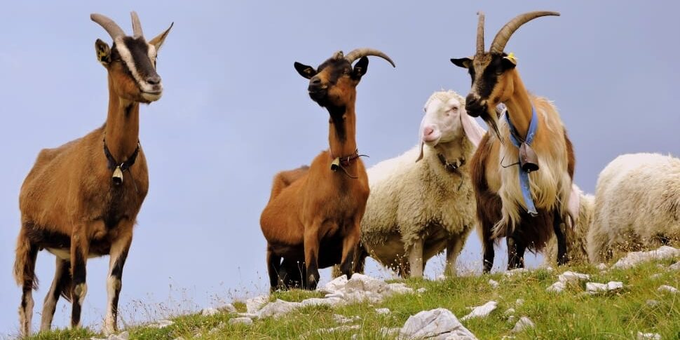 Goats
