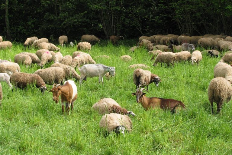Small ruminants grazing