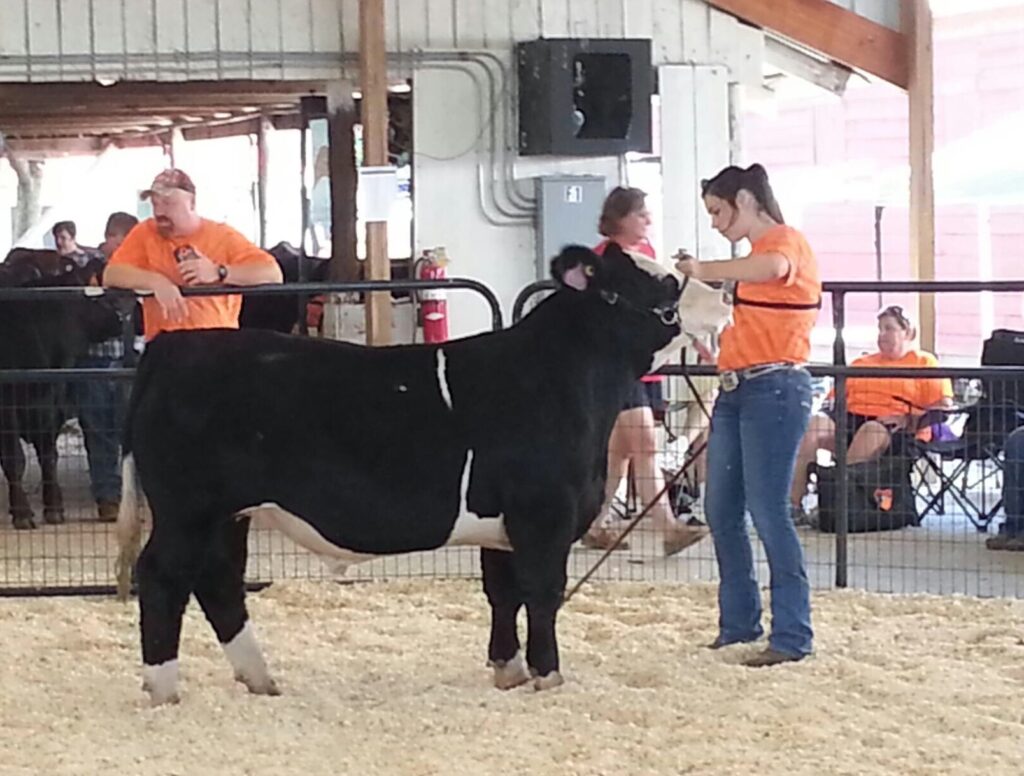 A 4-H member showing her beef steer.