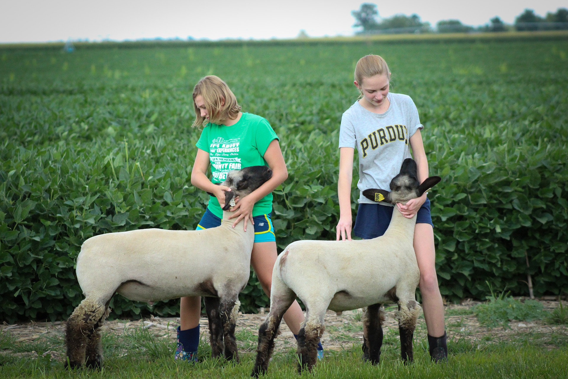 more-than-a-state-fair-animal-agriculture-alliance