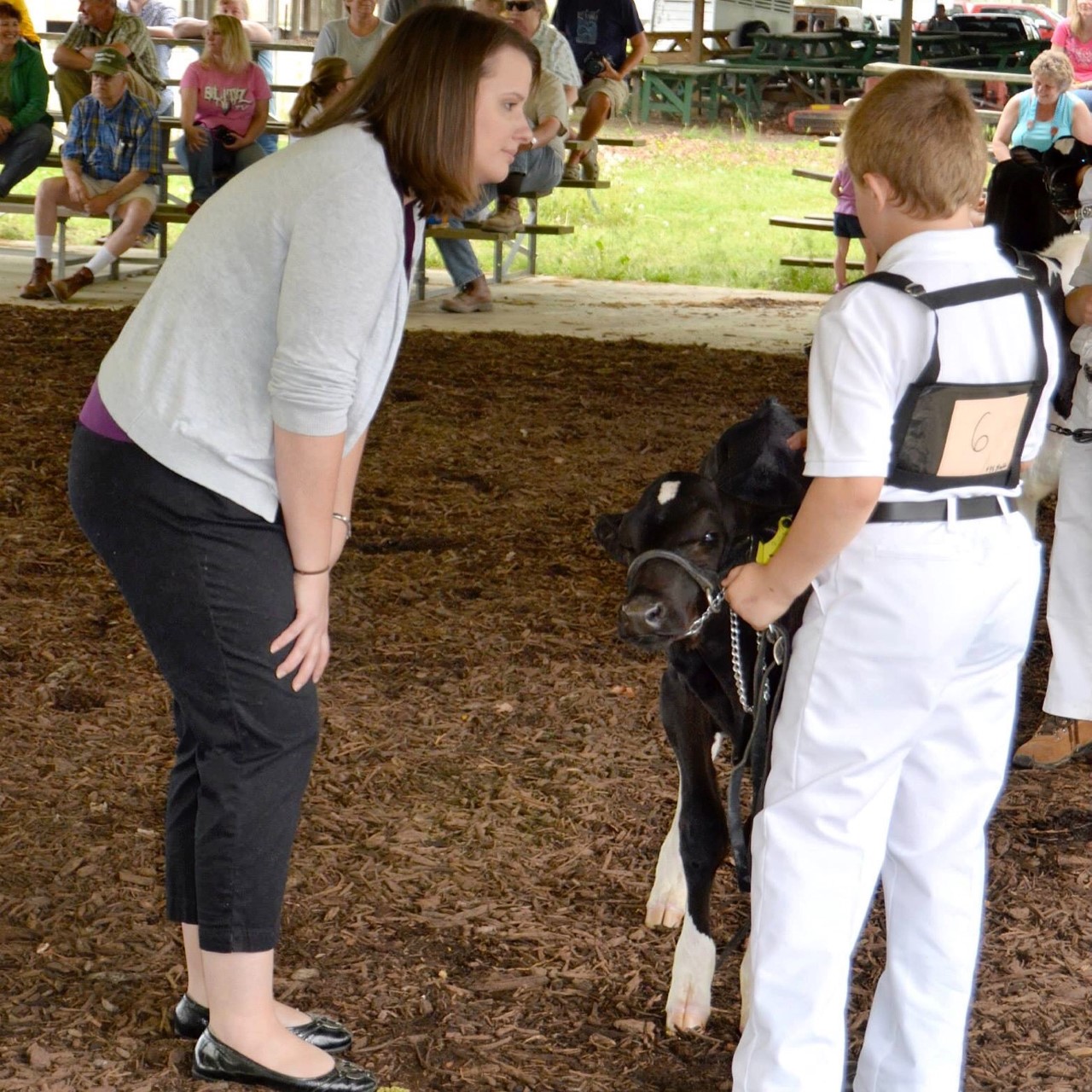 Judges at livestock shows ask participants questions about their animals.