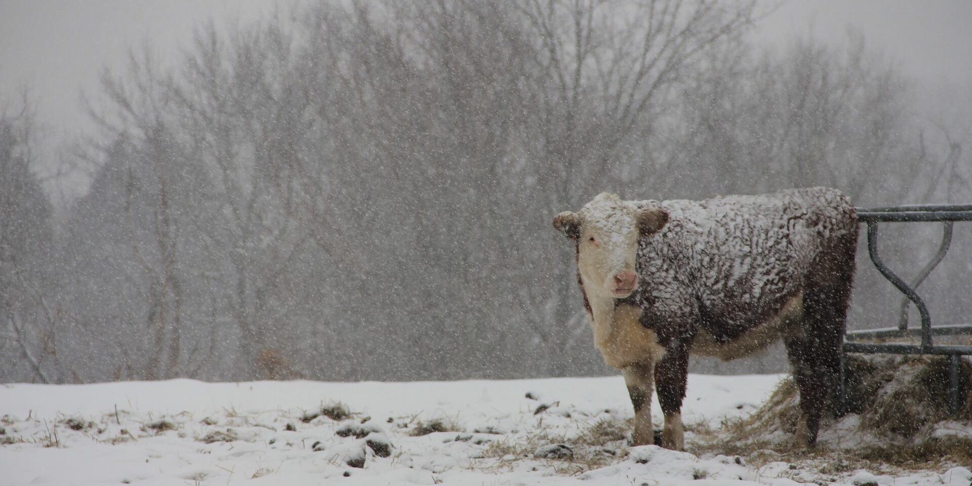 How are farm animals not freezing in this winter weather?! - Animal  Agriculture Alliance