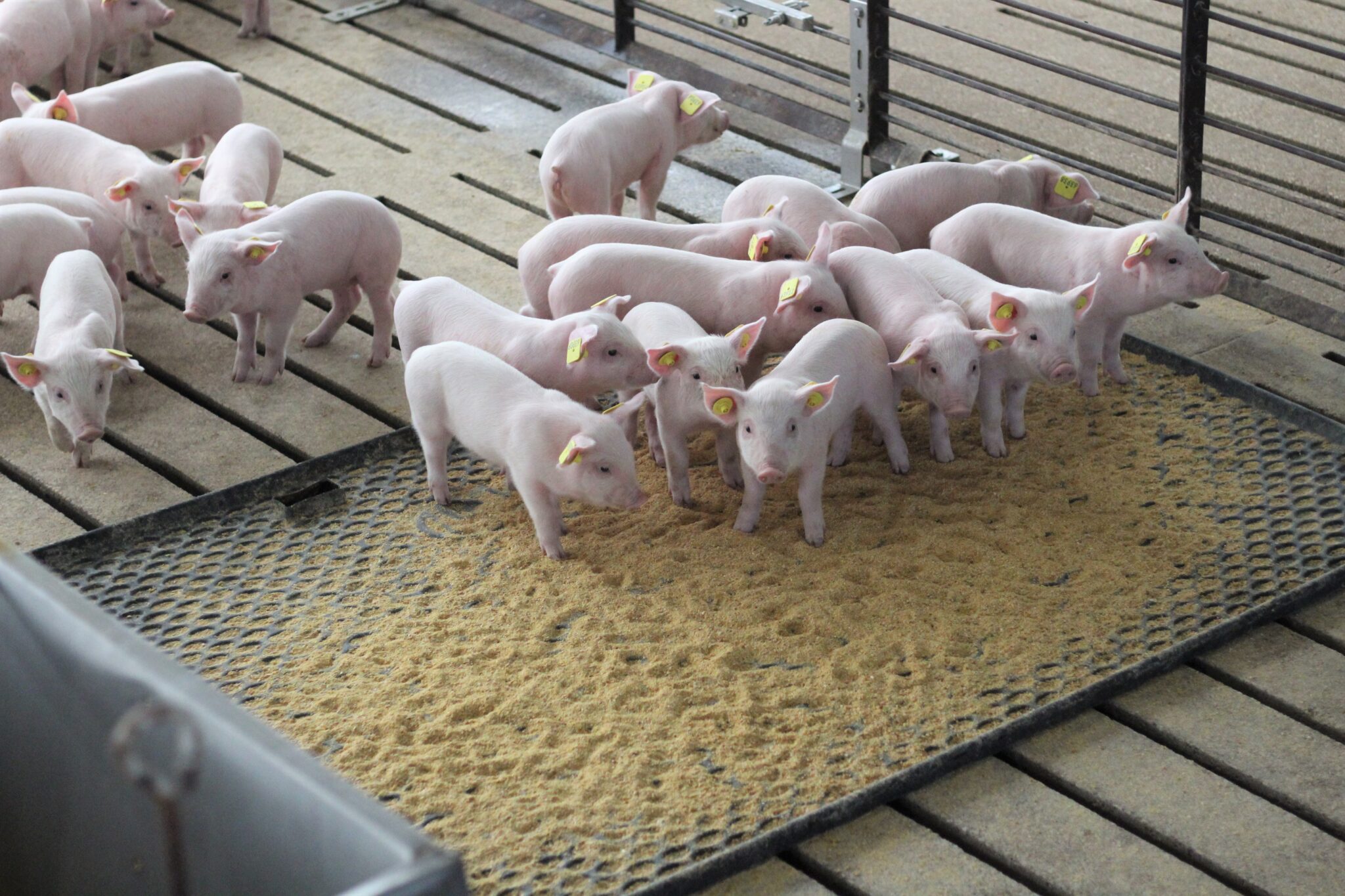 Setting the record straight on Iowa pork Animal Agriculture Alliance