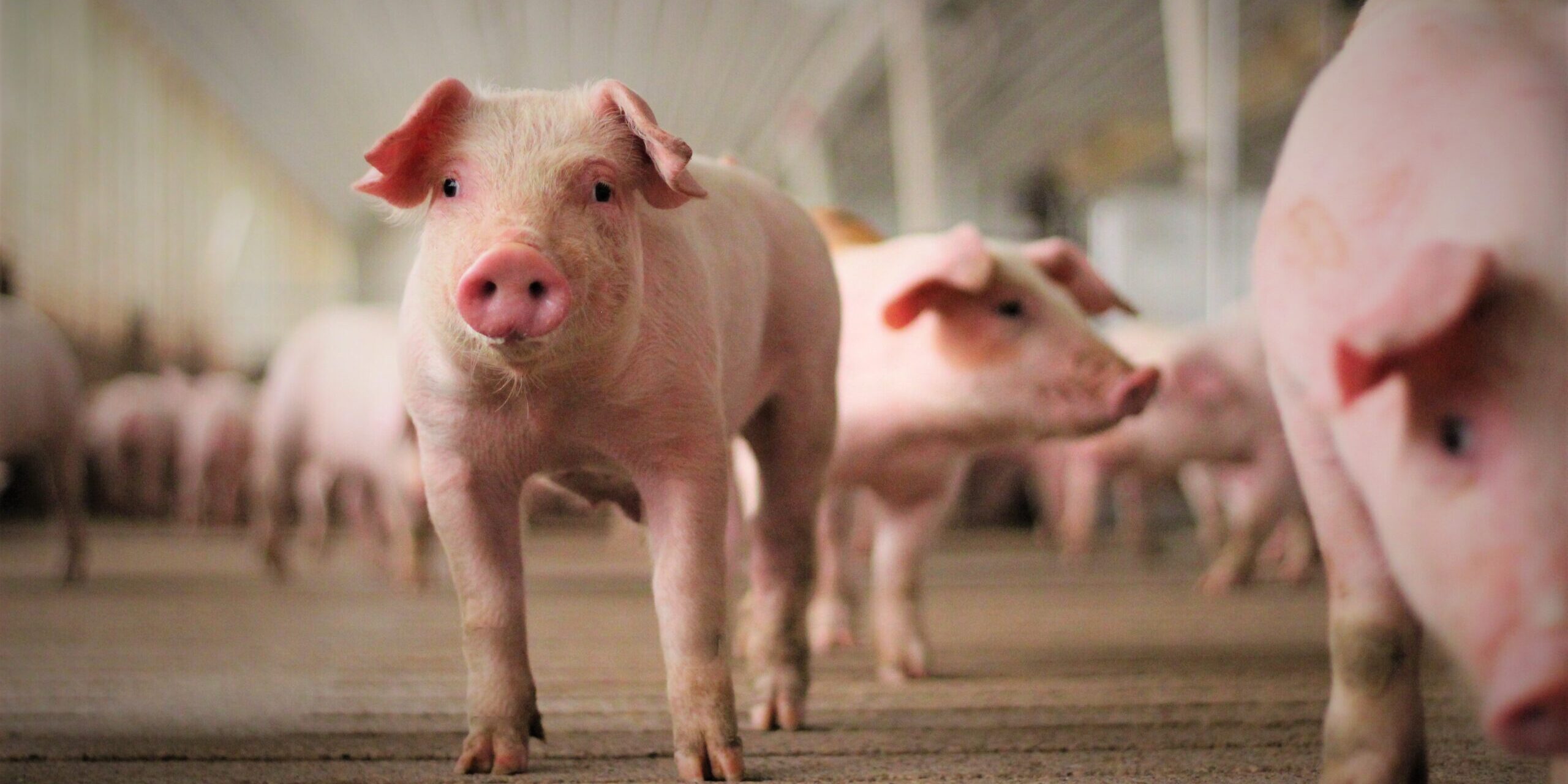 Setting the record straight on Iowa pork - Animal Agriculture Alliance
