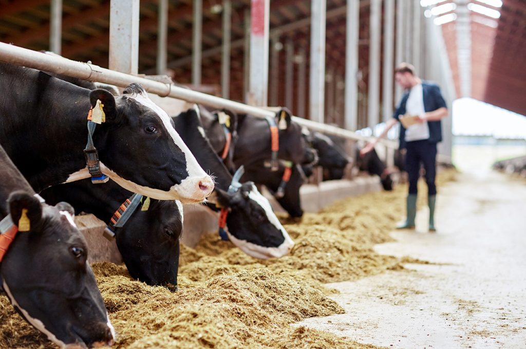 Holstein dairy cows eating their specially designed diet