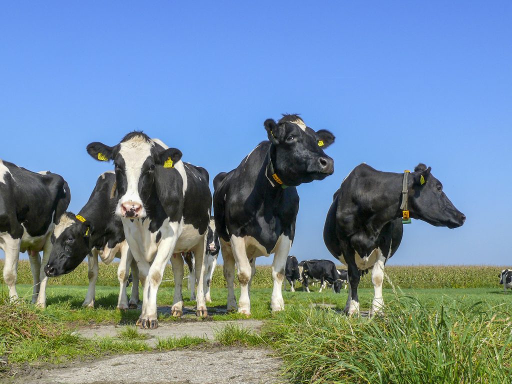 Holstein dairy cows