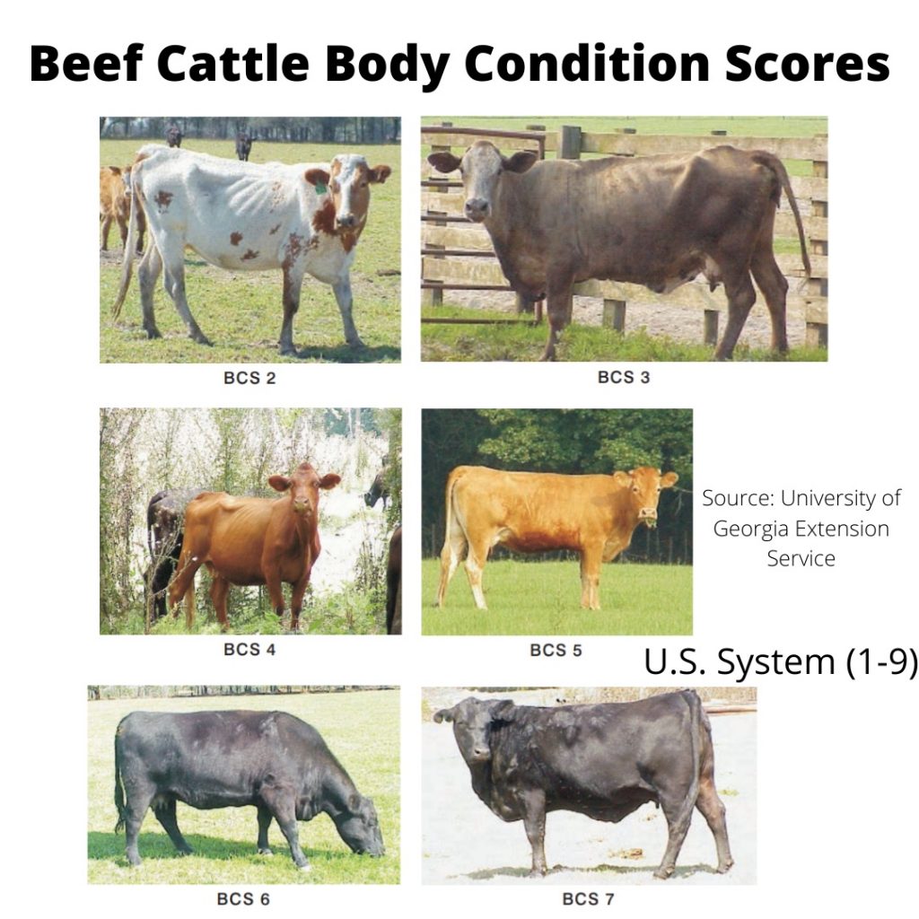 different types of beef cattle