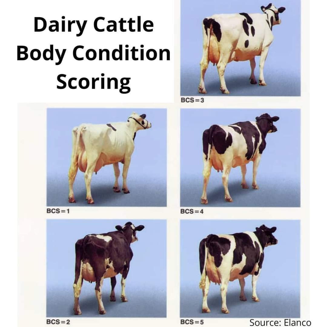 Why are those cows so skinny? - Animal Agriculture Alliance