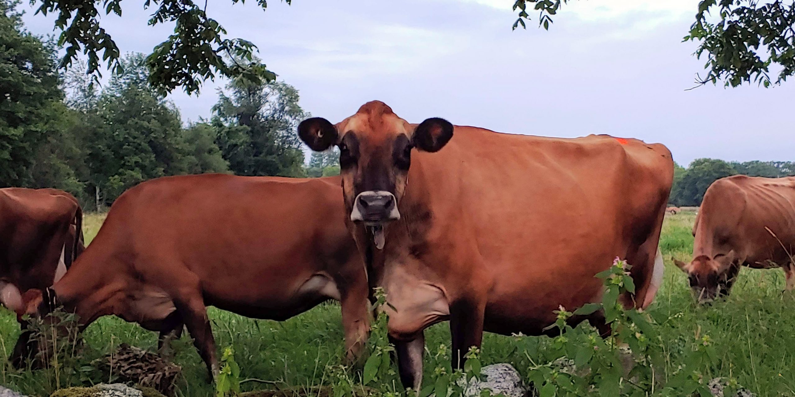 Why are those cows so skinny? - Animal Agriculture Alliance