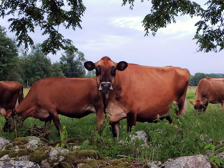 Jersey dairy cow