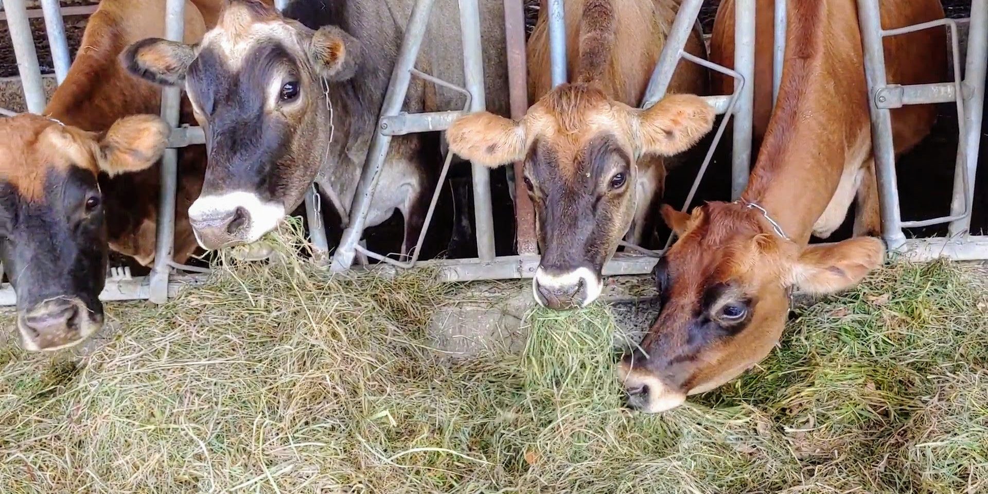 Do Cows Really Have Four Stomachs? - Animal Agriculture Alliance
