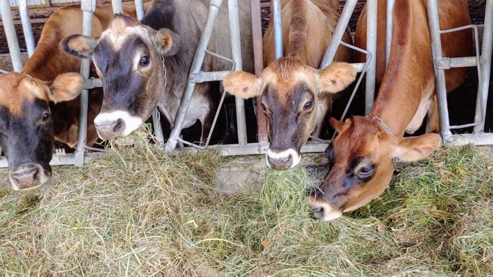 Jersey dairy cows eating