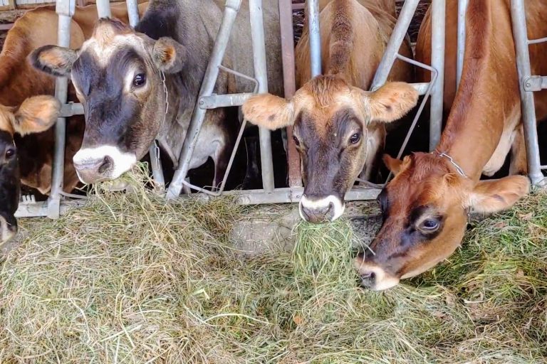 Jersey dairy cows eating