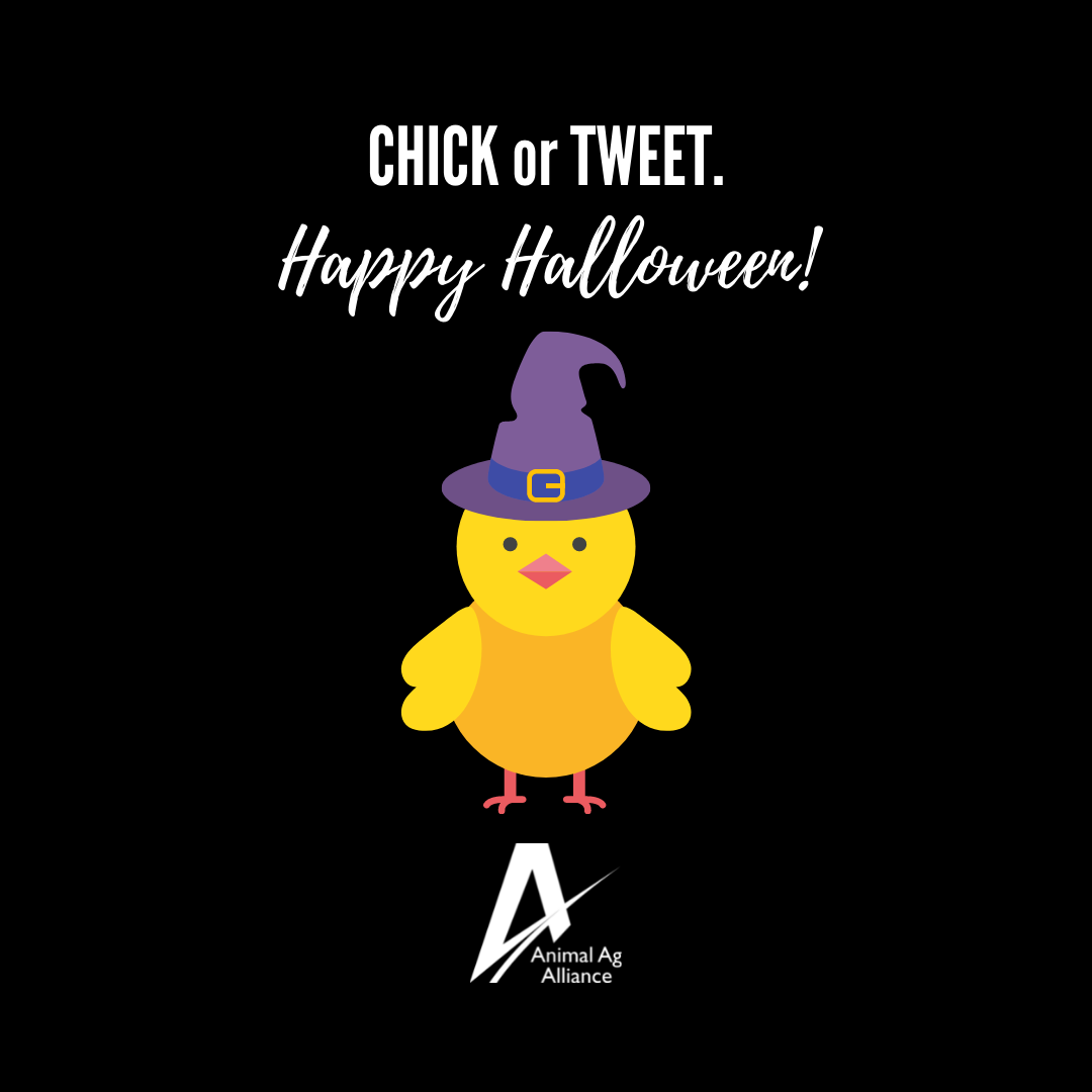 Chick or Tweet. Happy Halloween