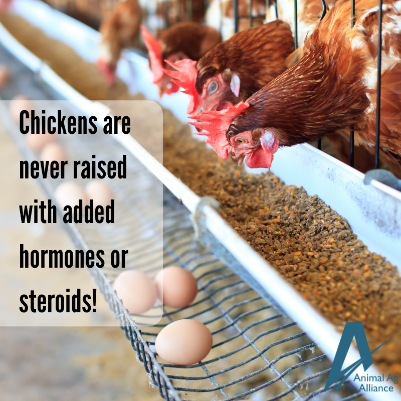 chickens are never raised with added hormones or steroids