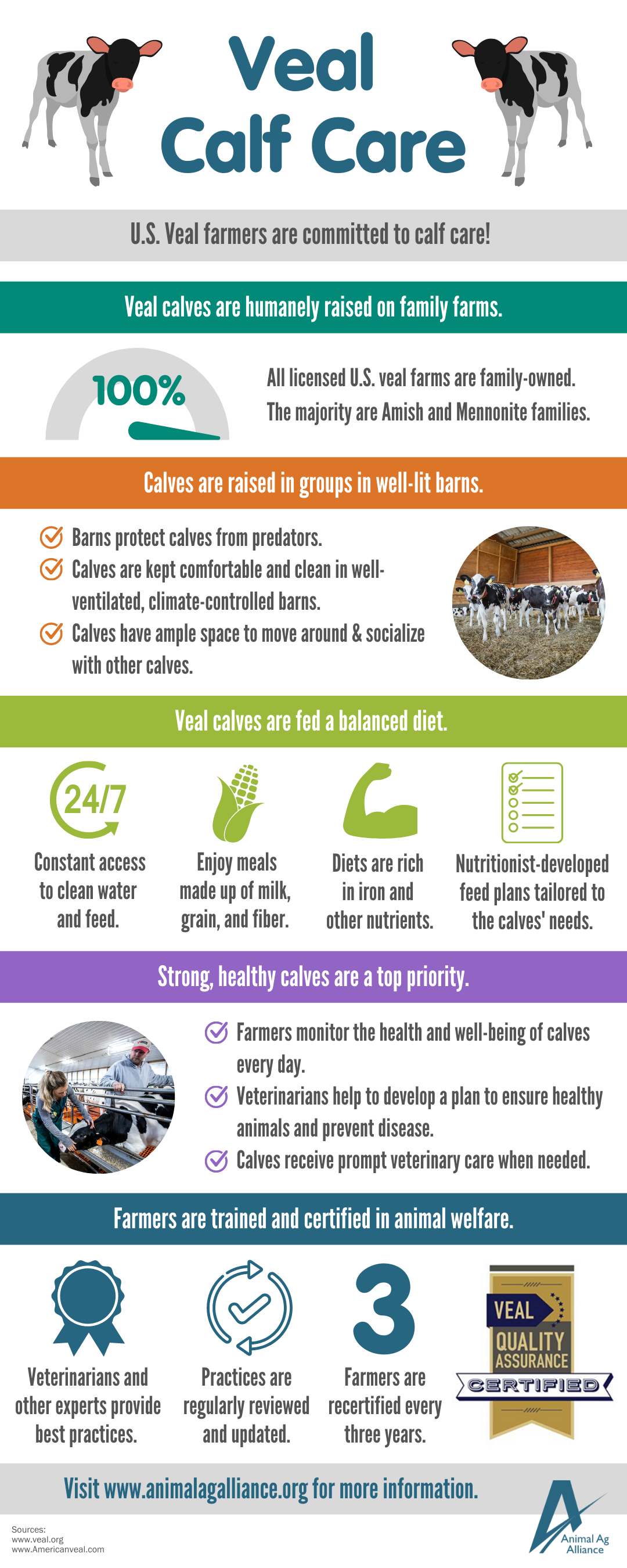 Veal calf care infographic