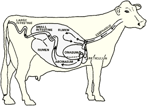 cow ruminant digestive tract