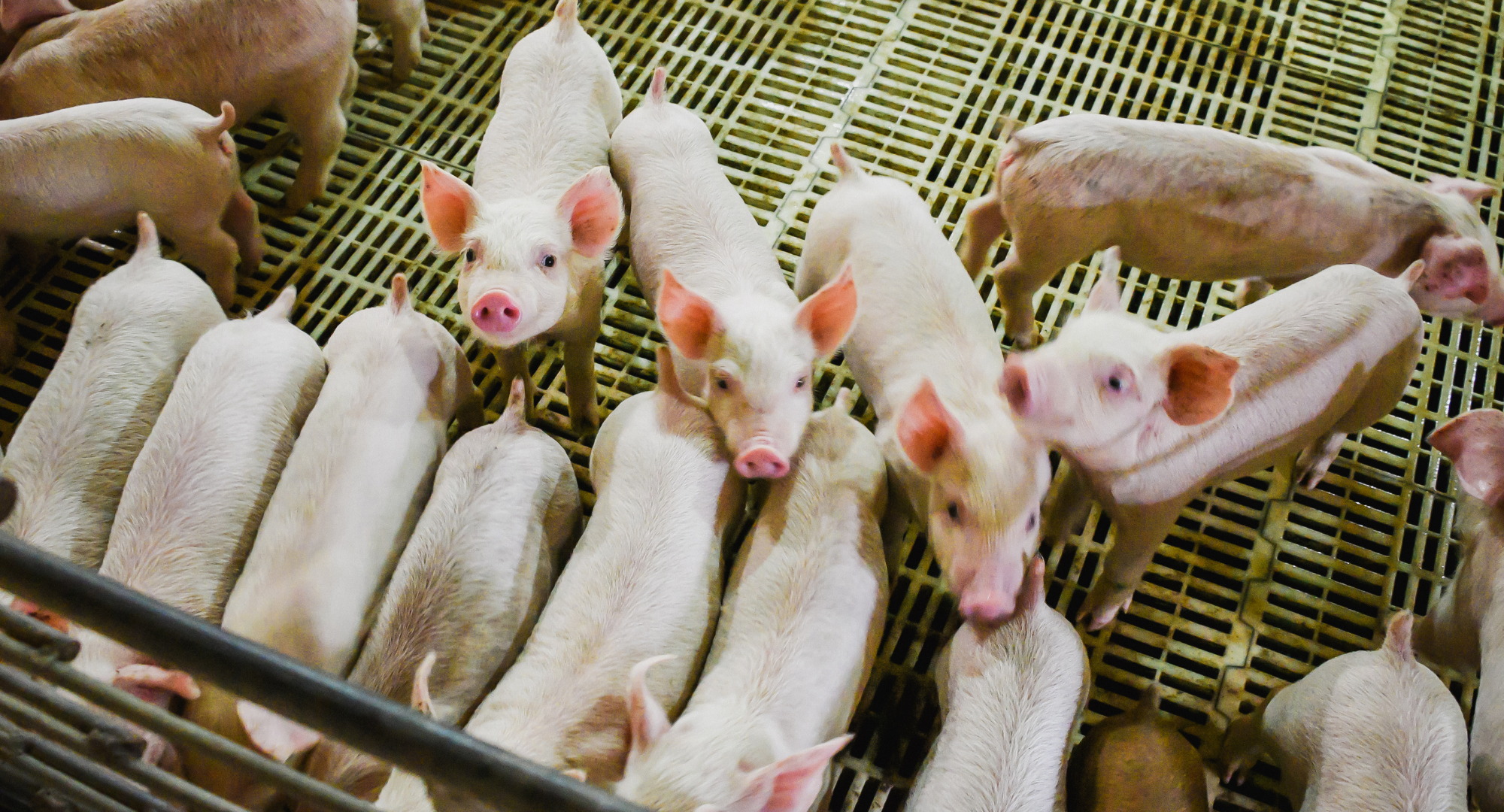 The (Not So Dirty) Truth Behind Pig Housing - Animal Agriculture Alliance