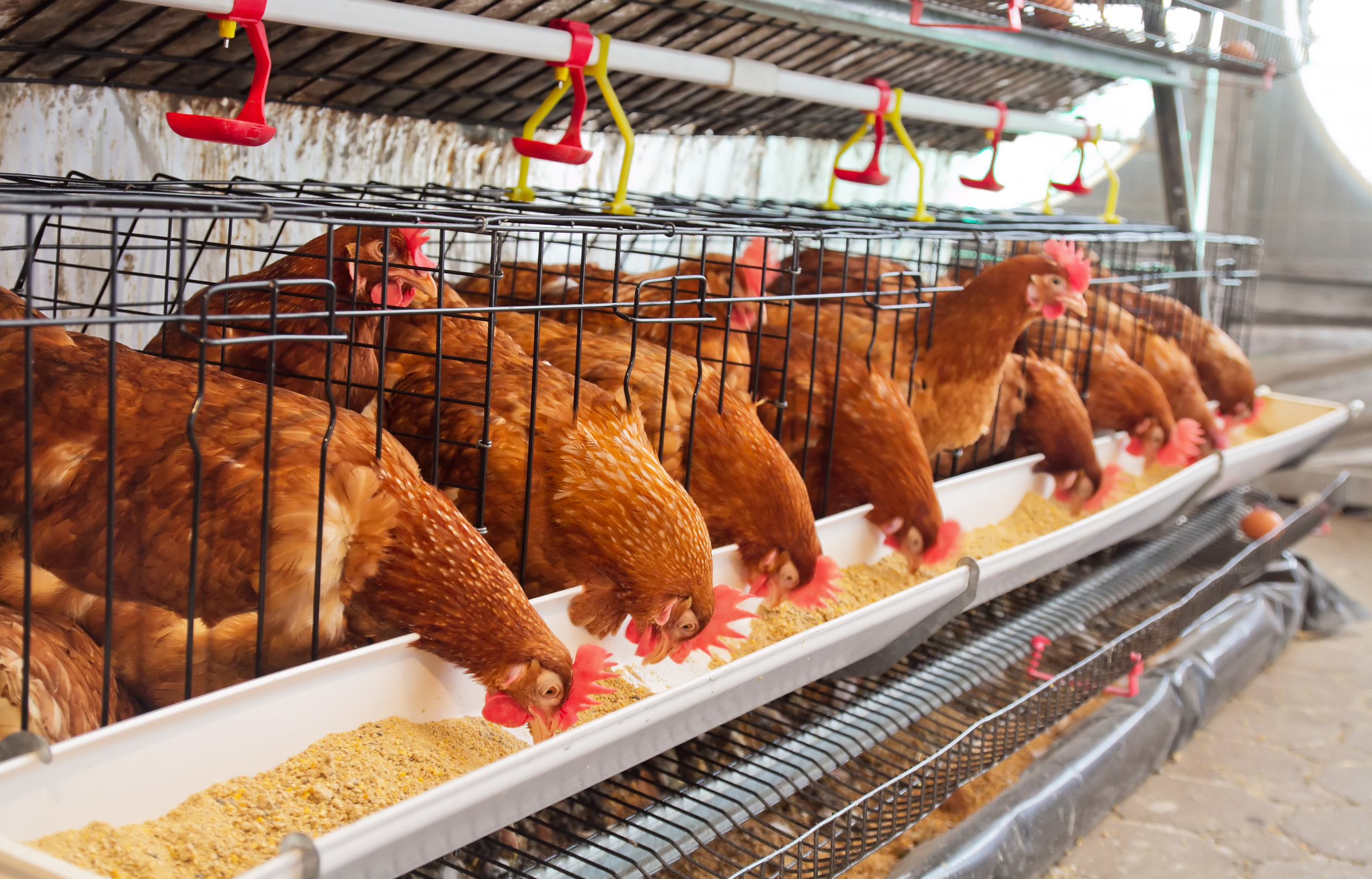 Many individual farms have biosecurity measures in place.