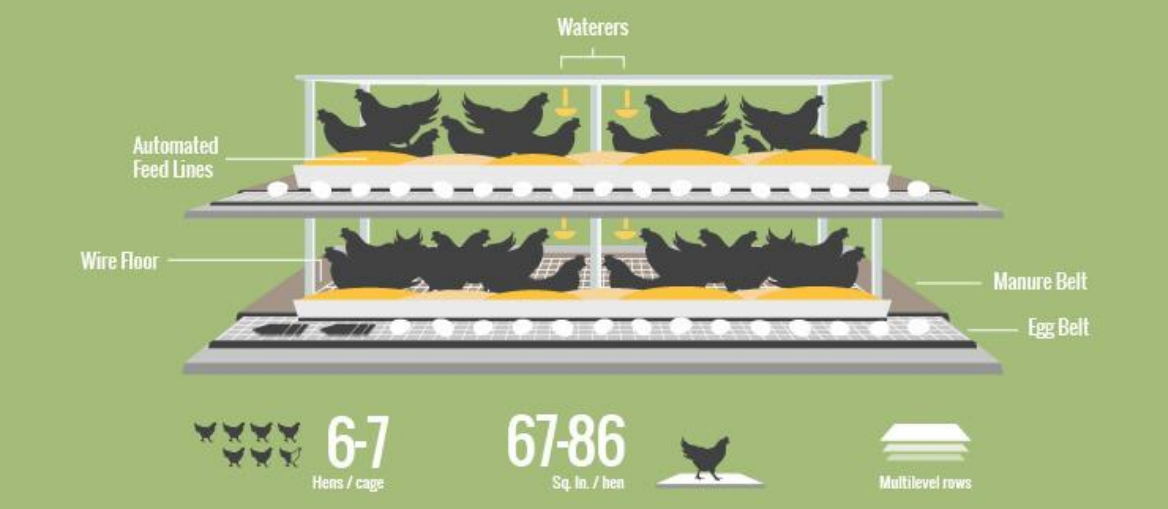 Conventional hen housing