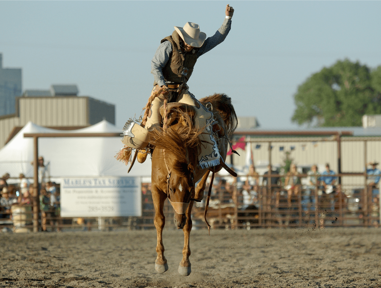 How are rodeo animals treated? - Animal Agriculture Alliance