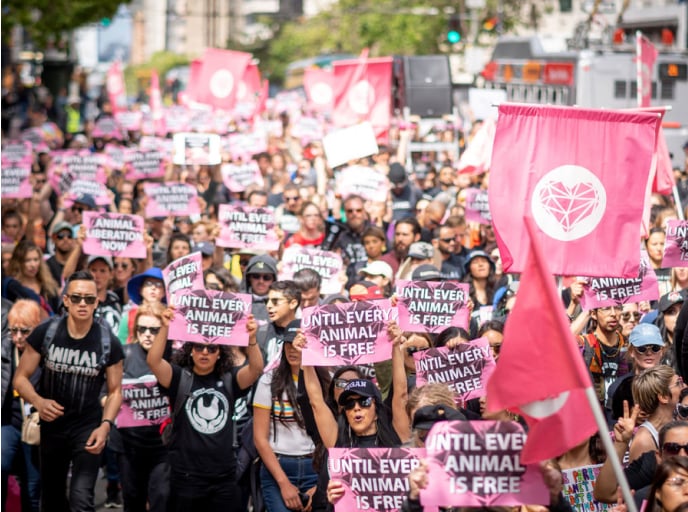 Animal rights activism trends to look out for in 2023: Part 1 - Animal  Agriculture Alliance