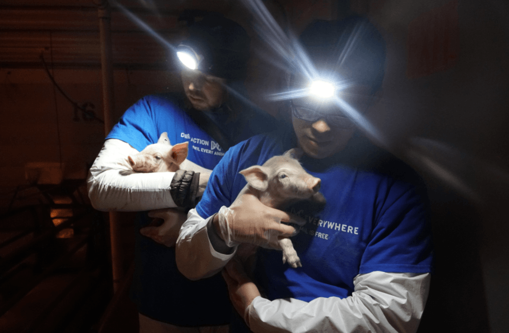 Animal rights activists steal piglets from farm and use undercover video in law proceedings