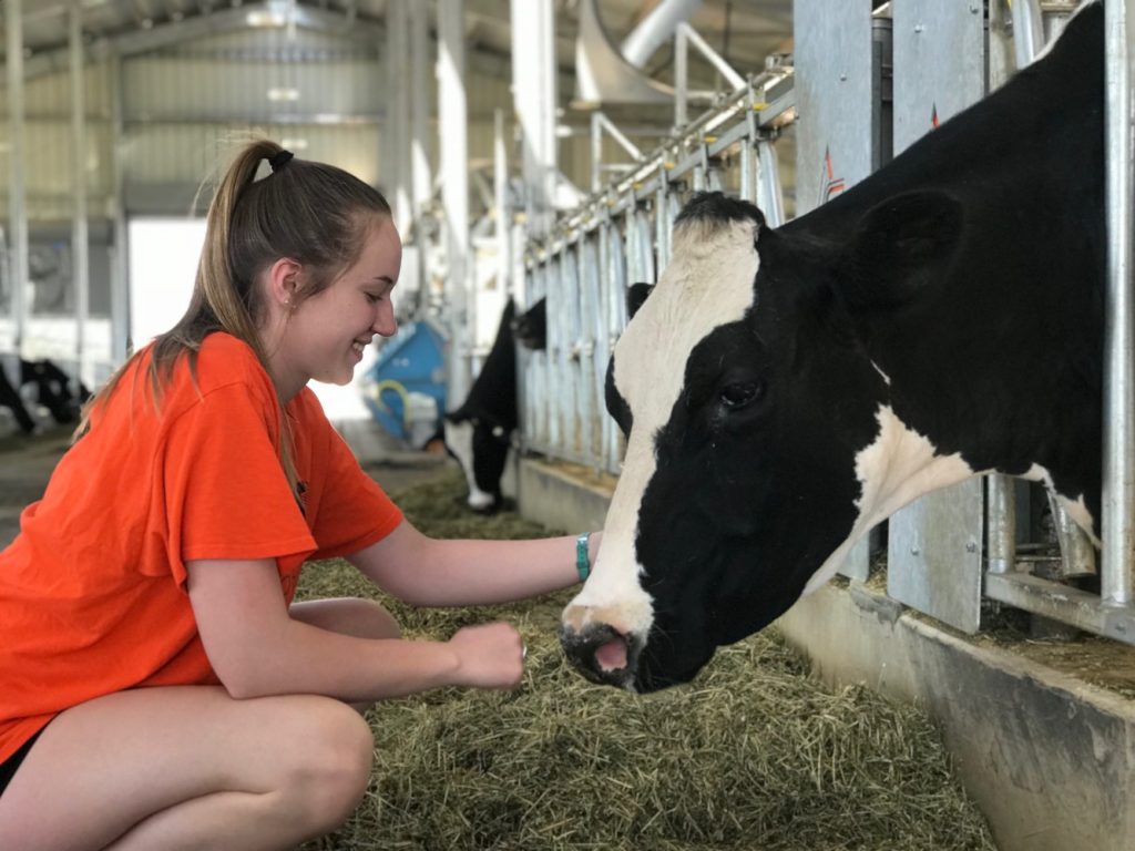 Emily with our dairy cows.