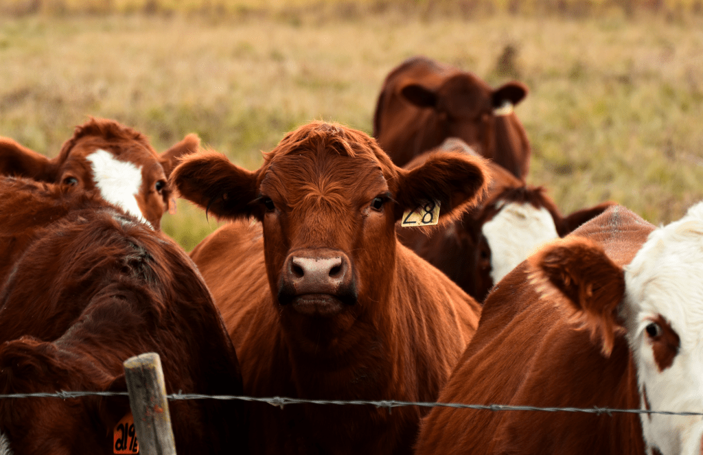 Beef farmers and ranchers are working to improve environmental sustainability.