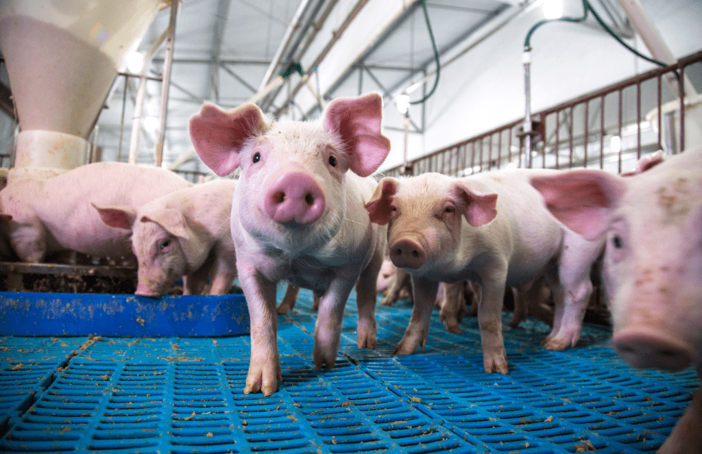 Pig farmers work hard to help their farms become more sustainable!